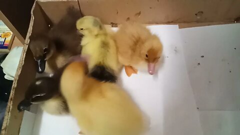 Muscovy Cross, Muscovy and Runner Ducklings, 19th March 2021 ( Video 9 )