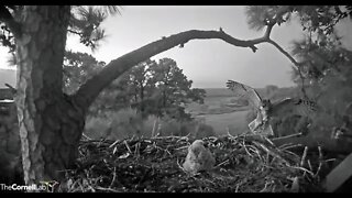 Mom Returns With a Frog-Cam One 🦉 3/20/22 07:13