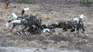 Wild Dog Pups Bully The Runt