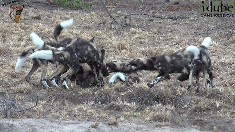 Wild Dog Pups Bully The Runt