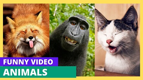 Funniest animals🐱In tiktok 😂 Funny and Fails Pets Video