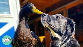 Duck Thinks He’s A Dog And Walks On Leash | Furry Buddies