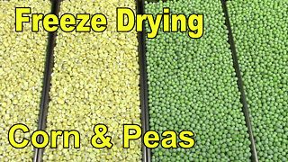 Freeze Drying Frozen Peas and Corn