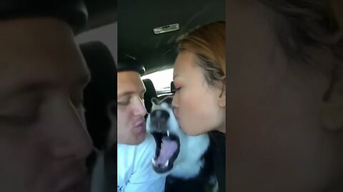 Angry Dog Doesn't Like Kisses