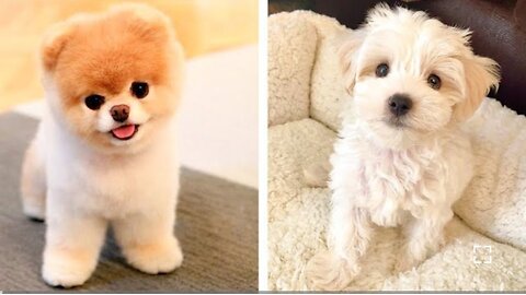 😍These Cute Puppies Will Brighten Your Day | Cute Puppies🐶