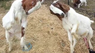 Goat Fight
