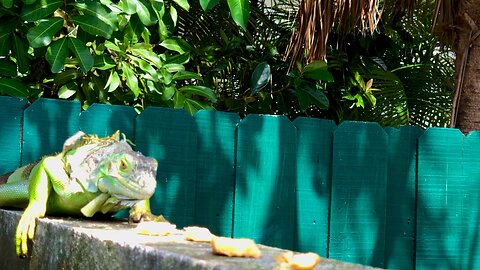 Iguana Approached Me for Bread