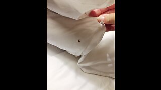 How To Get Rid Of Bed Bugs Yourself