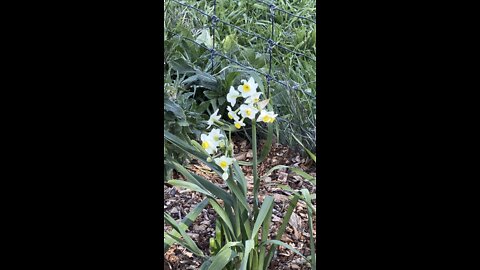 Buttercup Daffodils