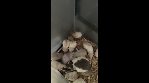 Rat Nursery