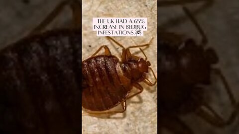 Bedbugs seen on London transport 😱 #news #london #bedbugcontrol