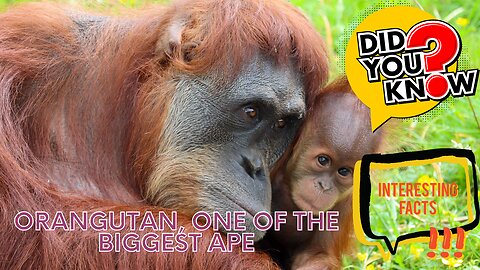 Interesting facts about Orangutan