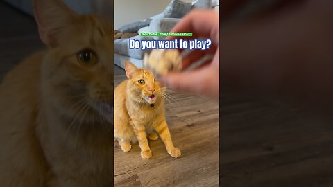 Do you want to play?