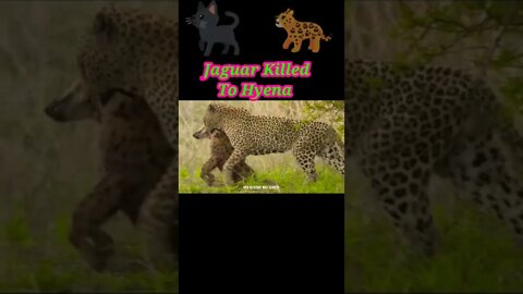 Jaguar killed To Hyena 🐈‍⬛#youtubeshorts #shorts #shortvideo