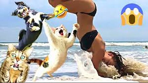 Funny Animals - Funny Cats and Dogs