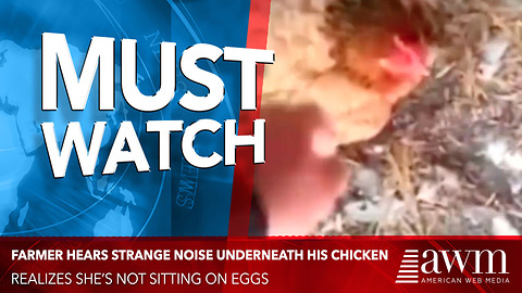 Farmer Hears Strange Noise Underneath His Chicken, Realizes She’s Not Sitting On Eggs