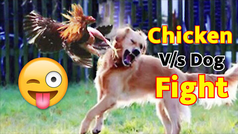 Chicken V/s Dog Dangers Fight 2022