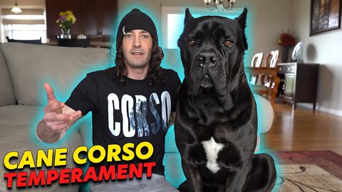 Cane Corso Temperament