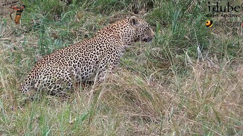WILDlife: Determined Female Leopard Gets Her Man!