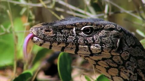 Lizard and Leopard Fighting || Animals || Animals Fight Action || Animals TV videos || Lizard