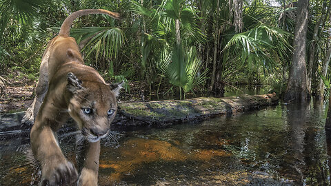 Amazing ultimate wildlife collection in 4K ULTRA HD