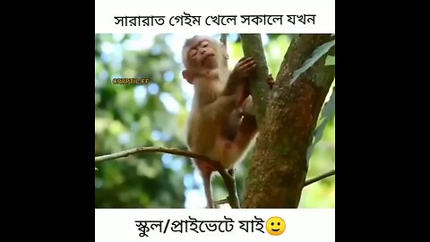 সারারাত জাগার পর সকালে...😆😆😆