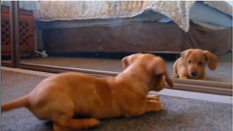 Pets are fun..the little dog watches himself in the mirror