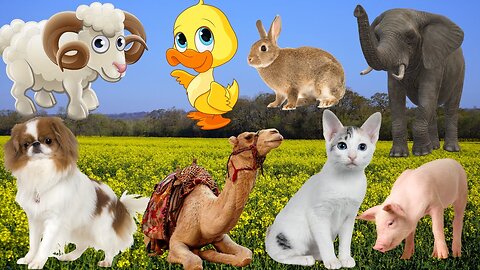 Interesting Farm Animals- My Goats, Sheep, Cows, Ducks, Chickens, Ducks, horse, camel, donkey, pig