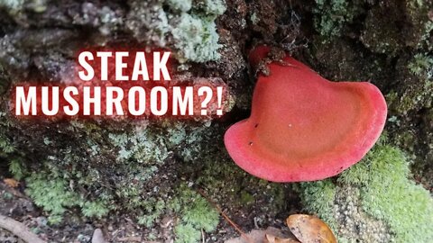 This Rare Mushroom Tastes like Steak?! Foraging and Campfire Cooking