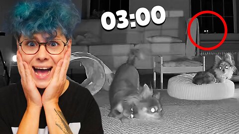 WHAT DO MY PETS DO AT NIGHT? HIDDEN CAMERA CAPTURED THIS AT 3 AM