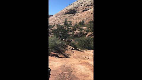 Curious big horn sheep snuck up while we were distracted by his friends