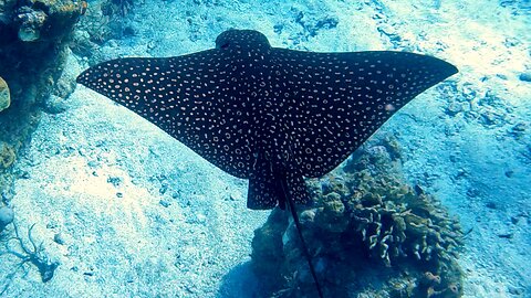 Majestic spotted eagle ray cruises through waters of Roatan