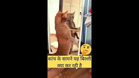 कांच के सामने यह बिल्ली क्या कर रही है🤣what is this cat doing in front of the Mirror👈