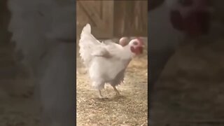 A galinha camisa10😲