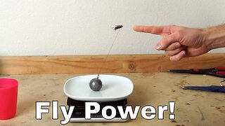 How Much Weight Can a Fly Actually Lift? Experiment-I Lassoed a Fly!