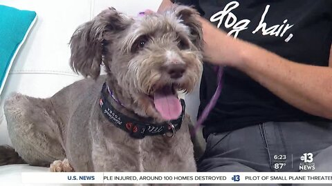 Pet of the week; Daisy Mae