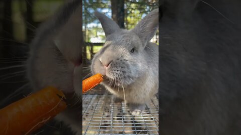 Bunny Eating Carrot! 🥕