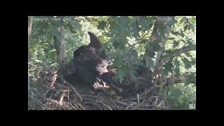 Hays Eagles Mom brings in fish mantle by H15 2021 06 05 10:31AM