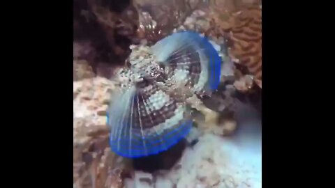 Flying Gurnard