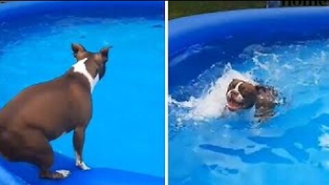 Owners build indoor pool for their swimming obsessed dog