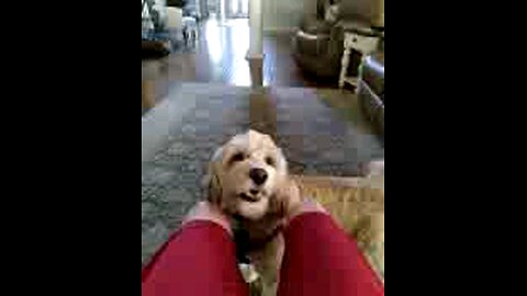 playing with my grandparents dog & him being crazy