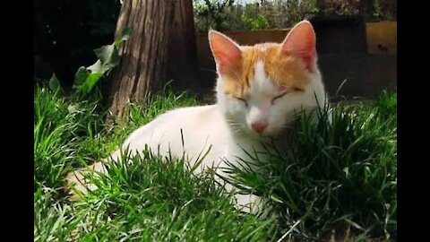 Cute cat trying to chew grass