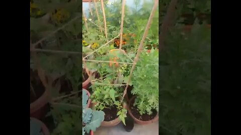 My Terrace Vegetable Garden