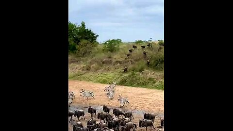 The Great Wildebeest Migration