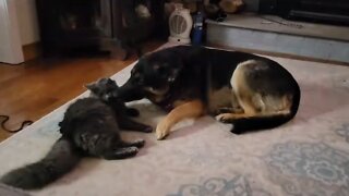 Dog and cat share a precious goodnight kiss