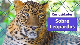 Curiosidades sobre Leopardos