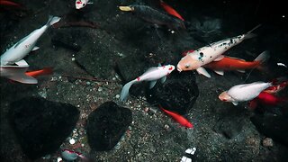 Koi Fish Relaxation [ Relaxation videos ]