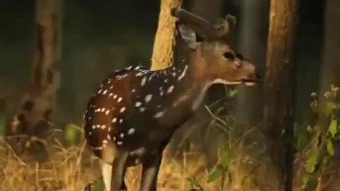 Angry deer "barks" at intruder in the woods