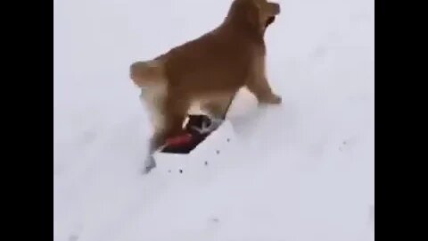 A Sled Ride Isn't Always With People