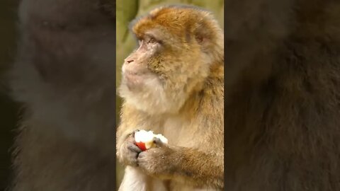 Monkey Like To Eat Apple 🍎#Ubertainment #ytshorts #monkey #animals #viral #viral2022 #trending2022